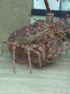 Image of Pink Spiny Lobster