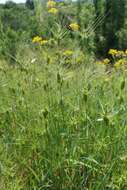 Image of Lorent's goatgrass