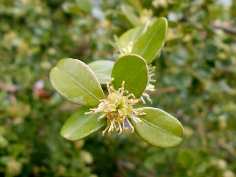 Image of Buxus sinica (Rehder & E. H. Wilson) M. Cheng