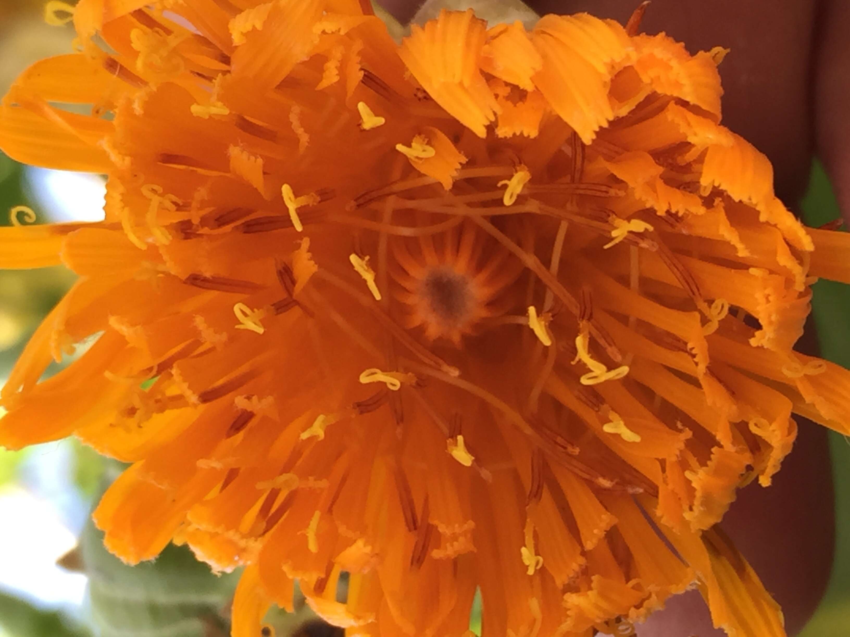 Image of Sonchus brassicifolius S. C. Kim & Mejías