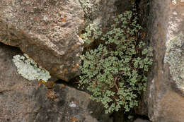 Image of Fendler's false cloak fern