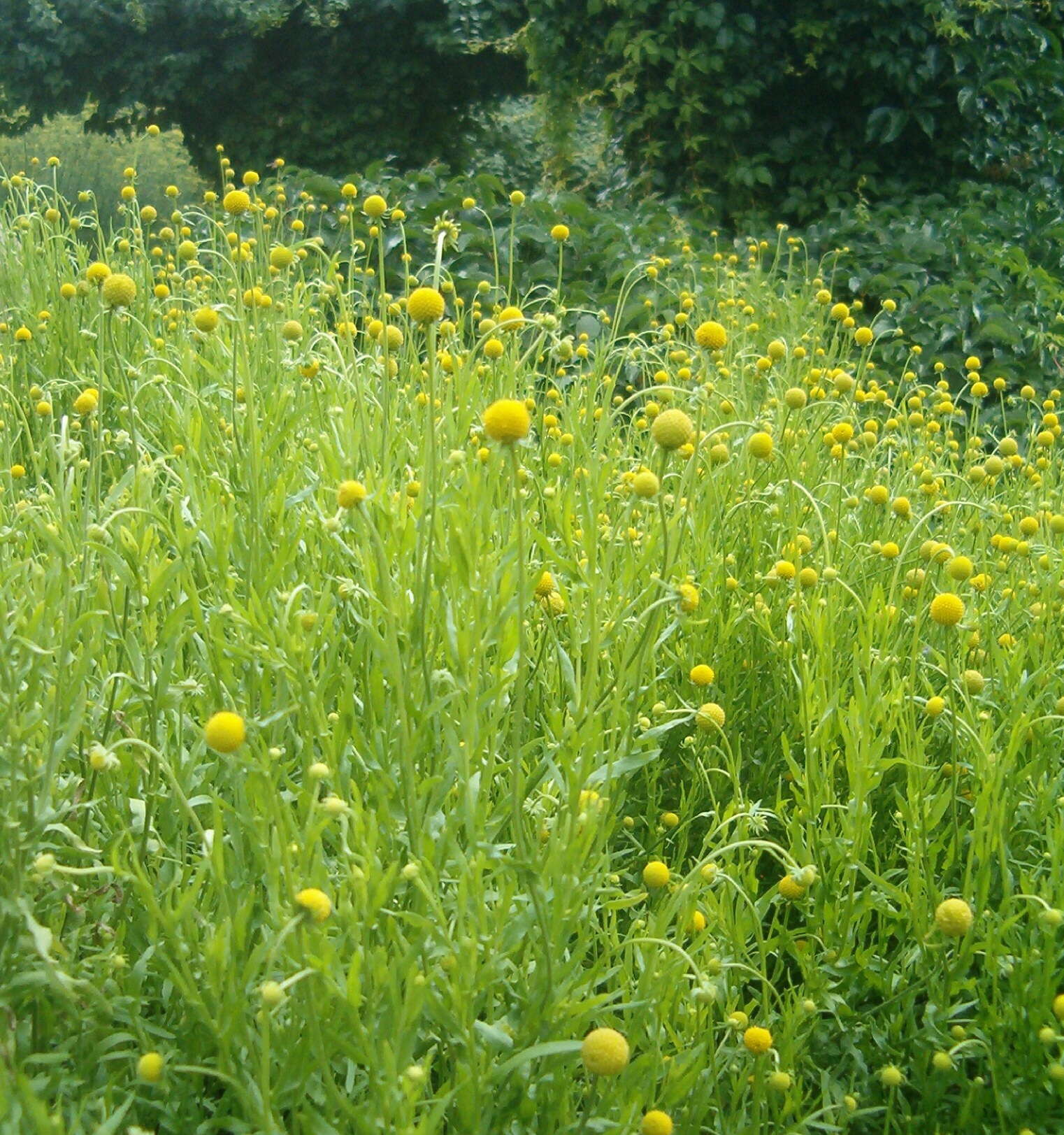 Image of Helenium aromaticum (Hook.) L. H. Bailey