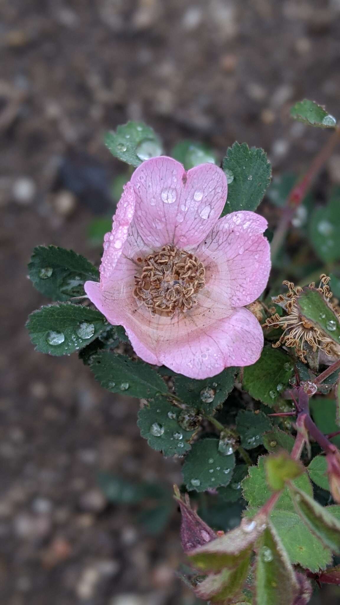 Rosa bridgesii Crepin ex Rydb. resmi