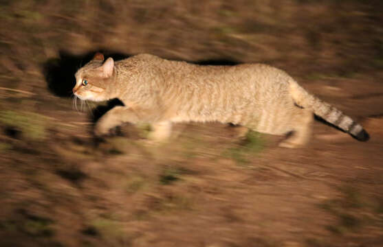 Image of African Wildcat