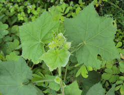 Hibiscus vitifolius L.的圖片