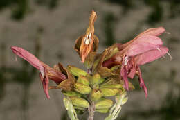 Image of Salvia lanceolata Lam.