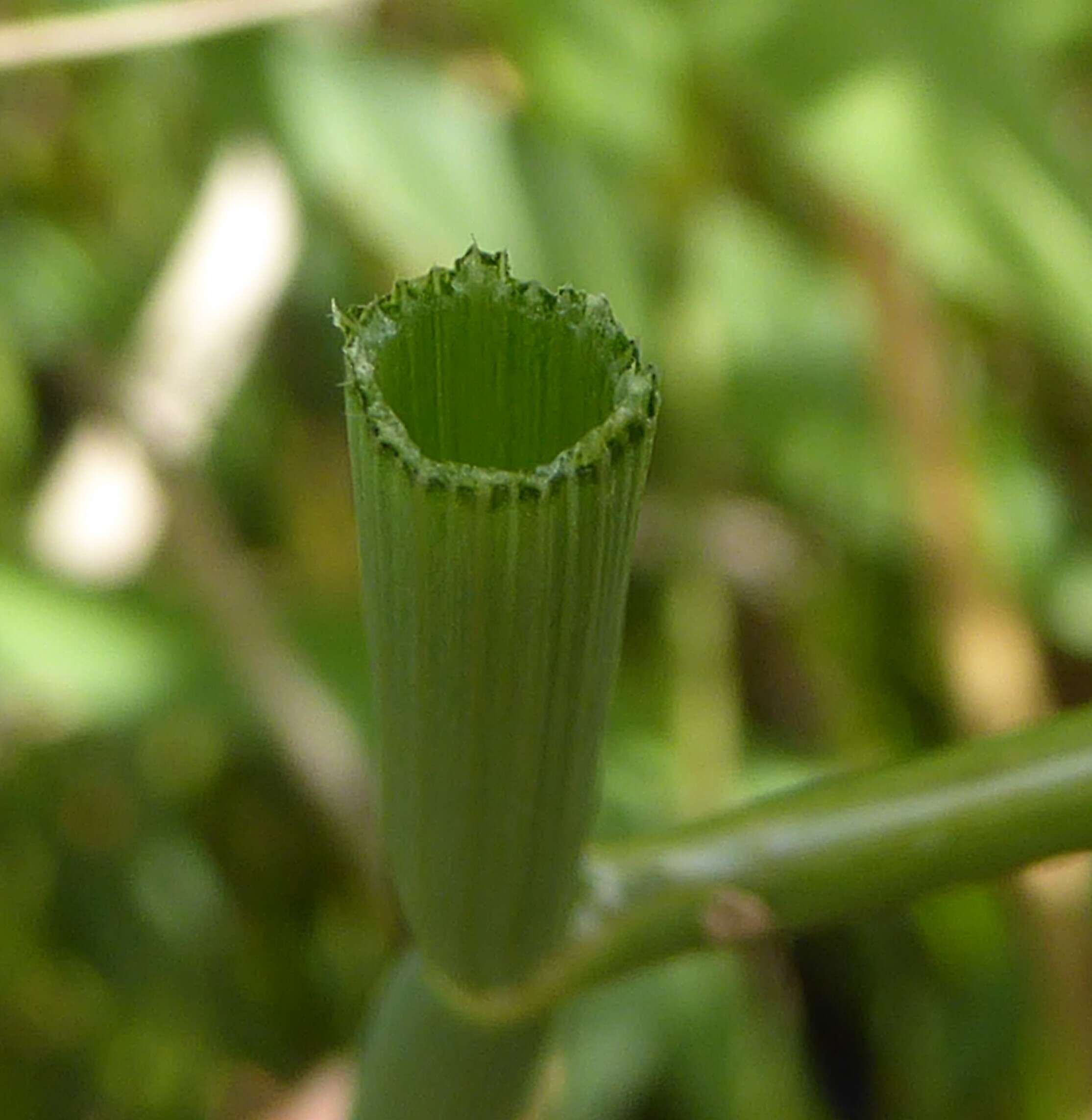 Oenanthe fistulosa L.的圖片