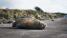 Image of South Atlantic Elephant-seal