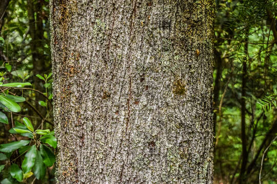 Image of Nothofagus cliffortioides (Hook. fil.) Oerst.