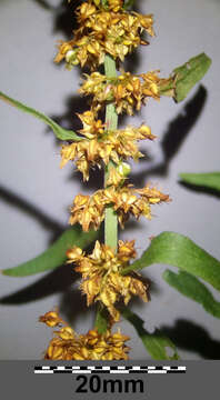 Rumex palustris Sm. resmi