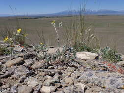 Image of woolly cinquefoil