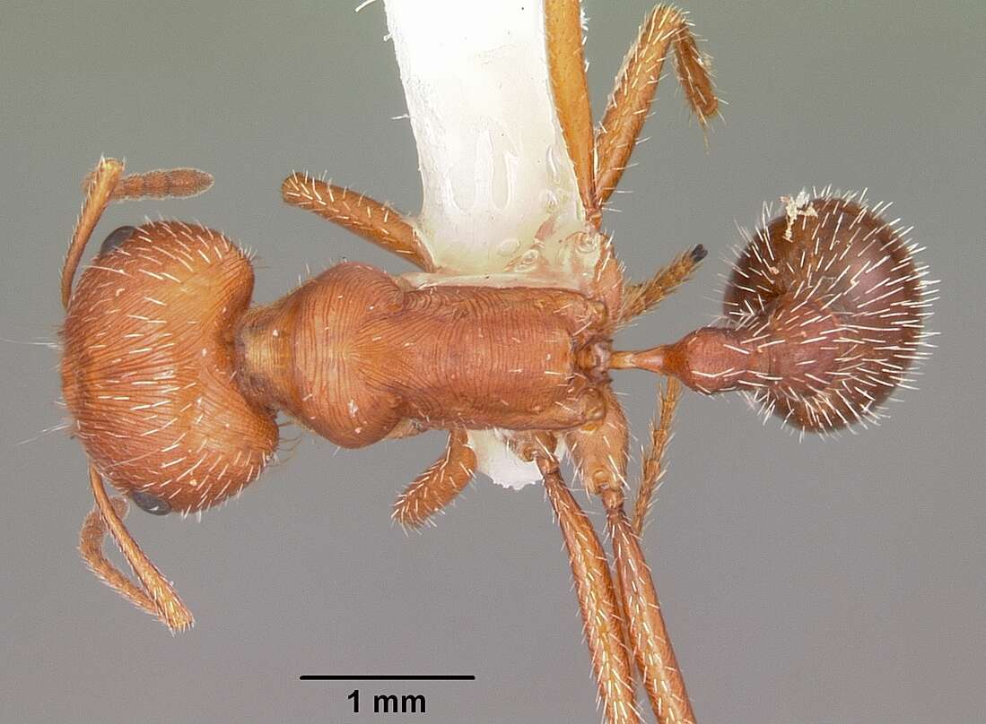 Image of Pogonomyrmex comanche Wheeler 1902