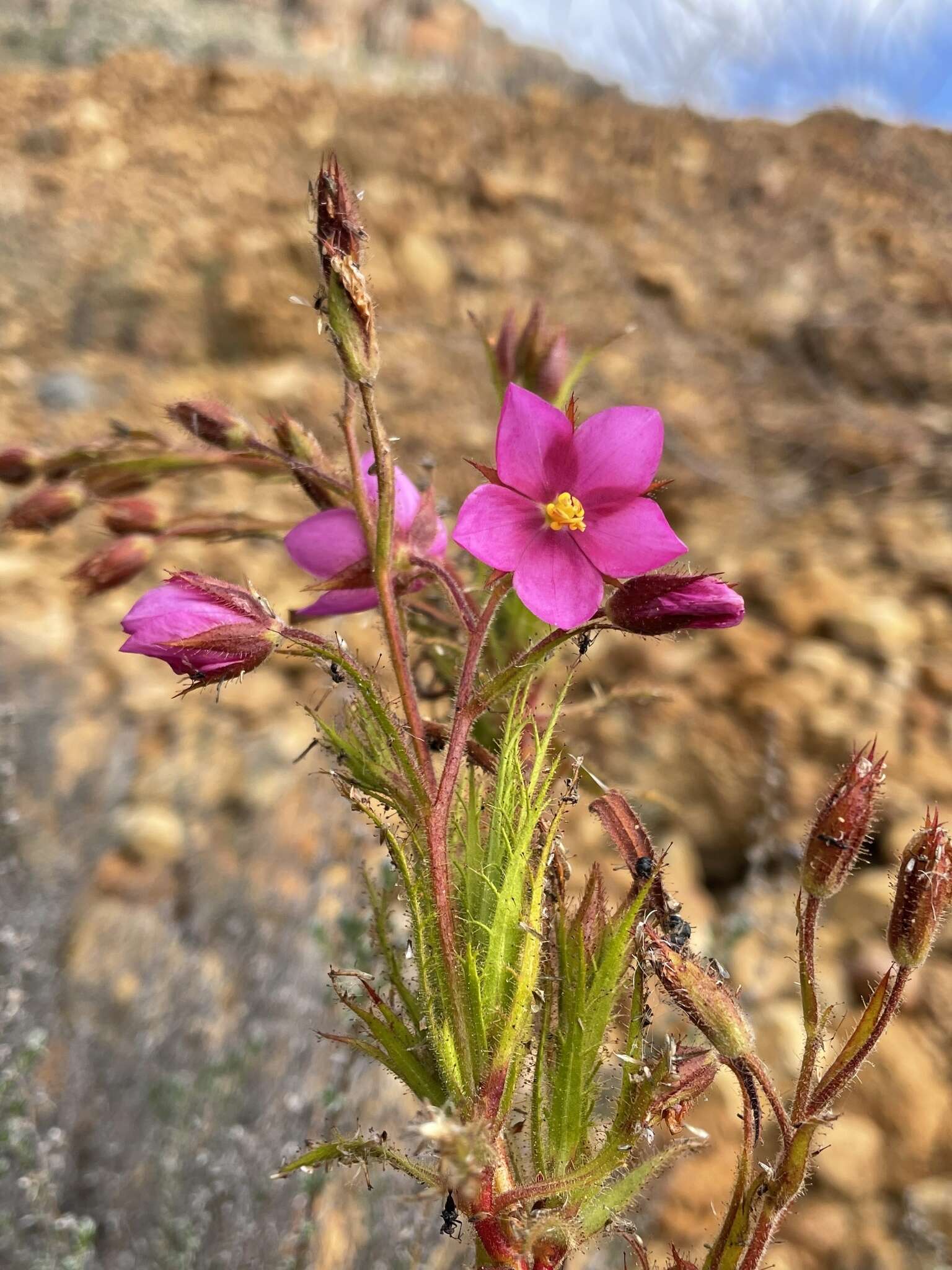 Image of Roridula dentata L.