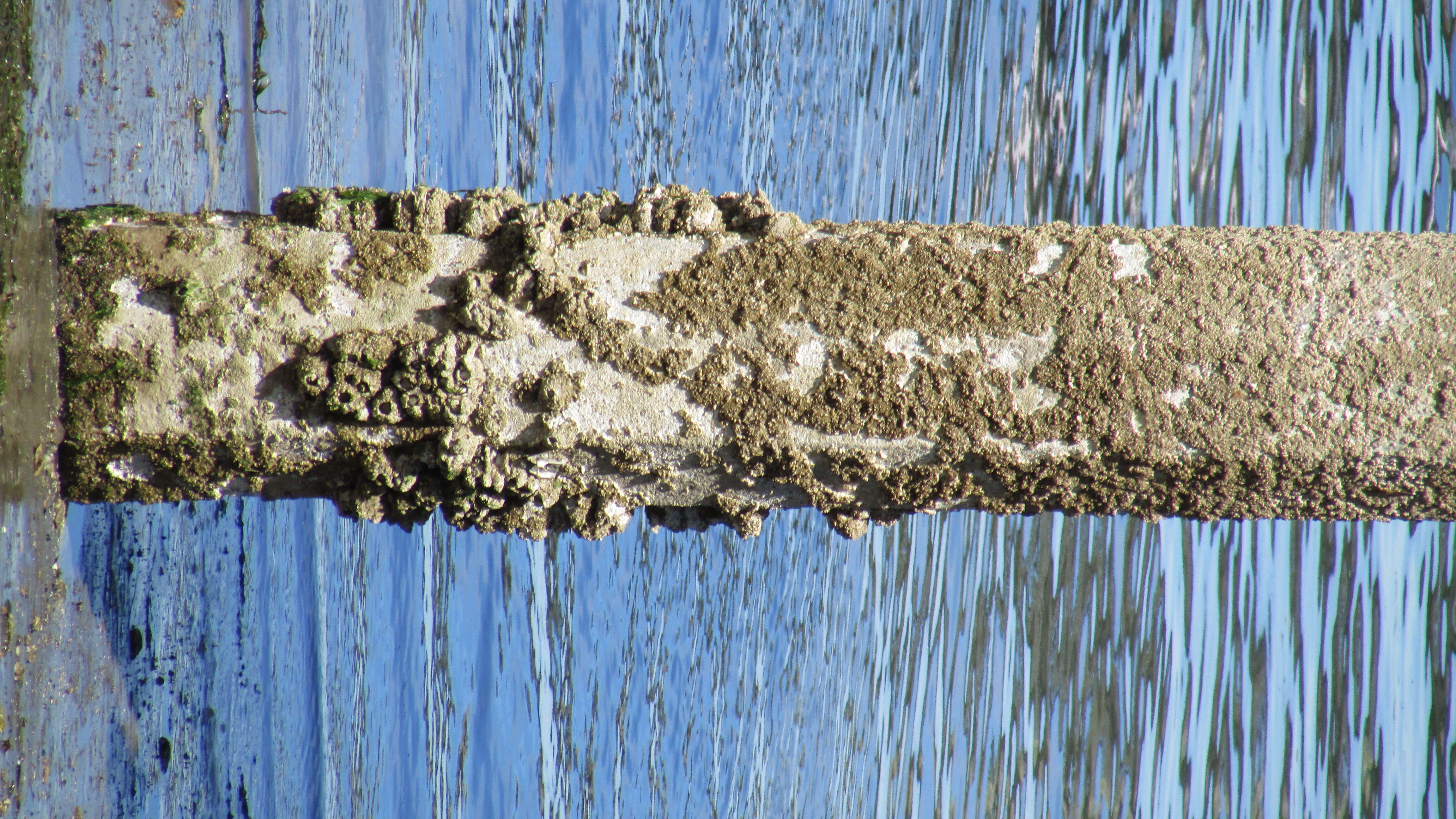 Image of barnacles