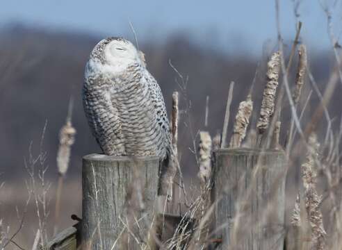 Image of Snowy Owl