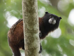 Image of Illiger's saddle-back tamarin