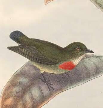 Image of Olive-crowned Flowerpecker