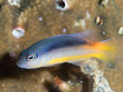 Слика од Pseudochromis ammeri Gill, Allen & Erdmann 2012