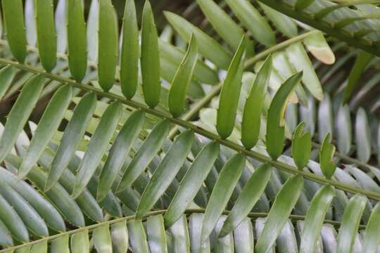 Encephalartos aemulans Vorster resmi