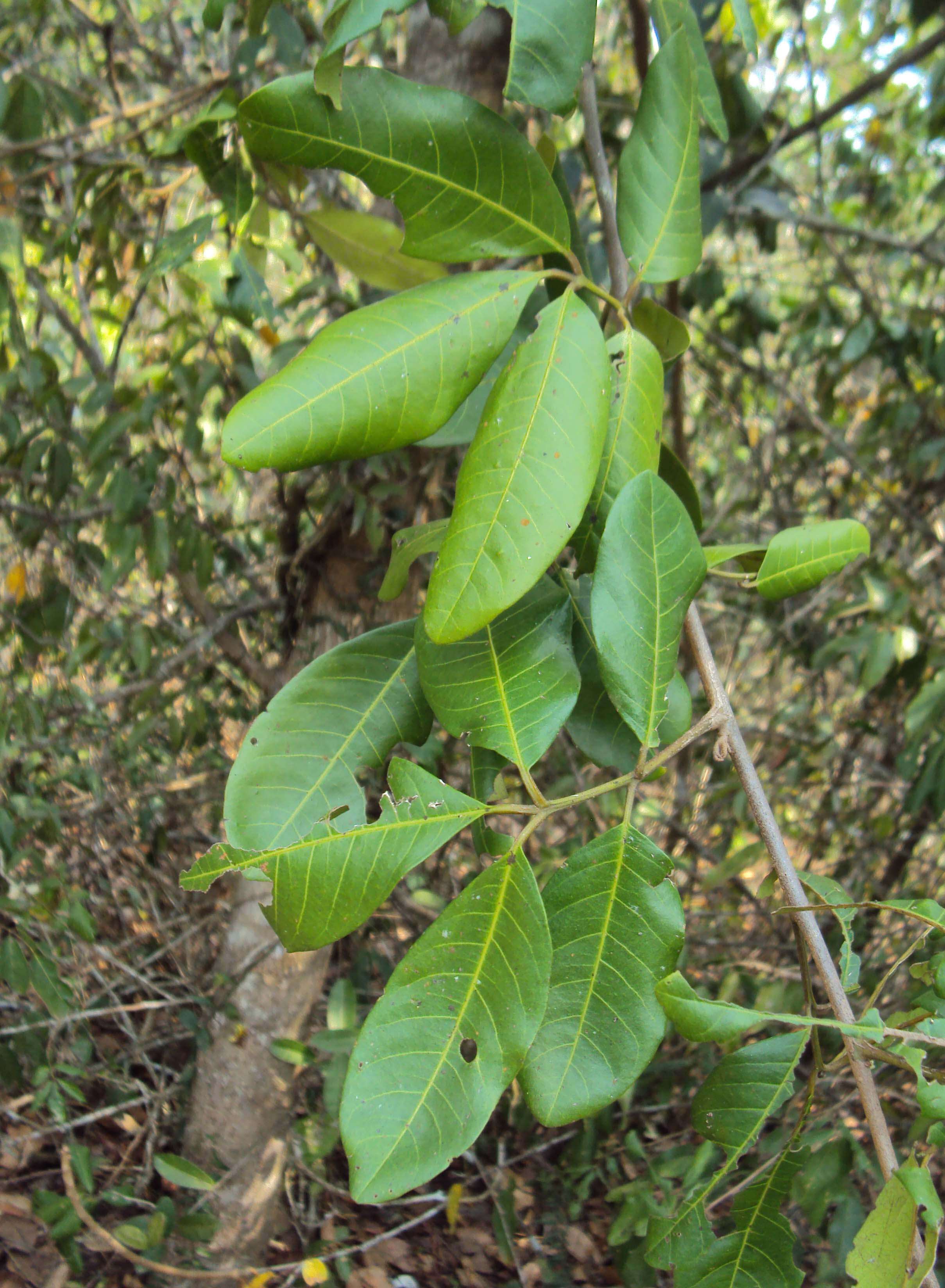 Image of Aglaia elaeagnoidea