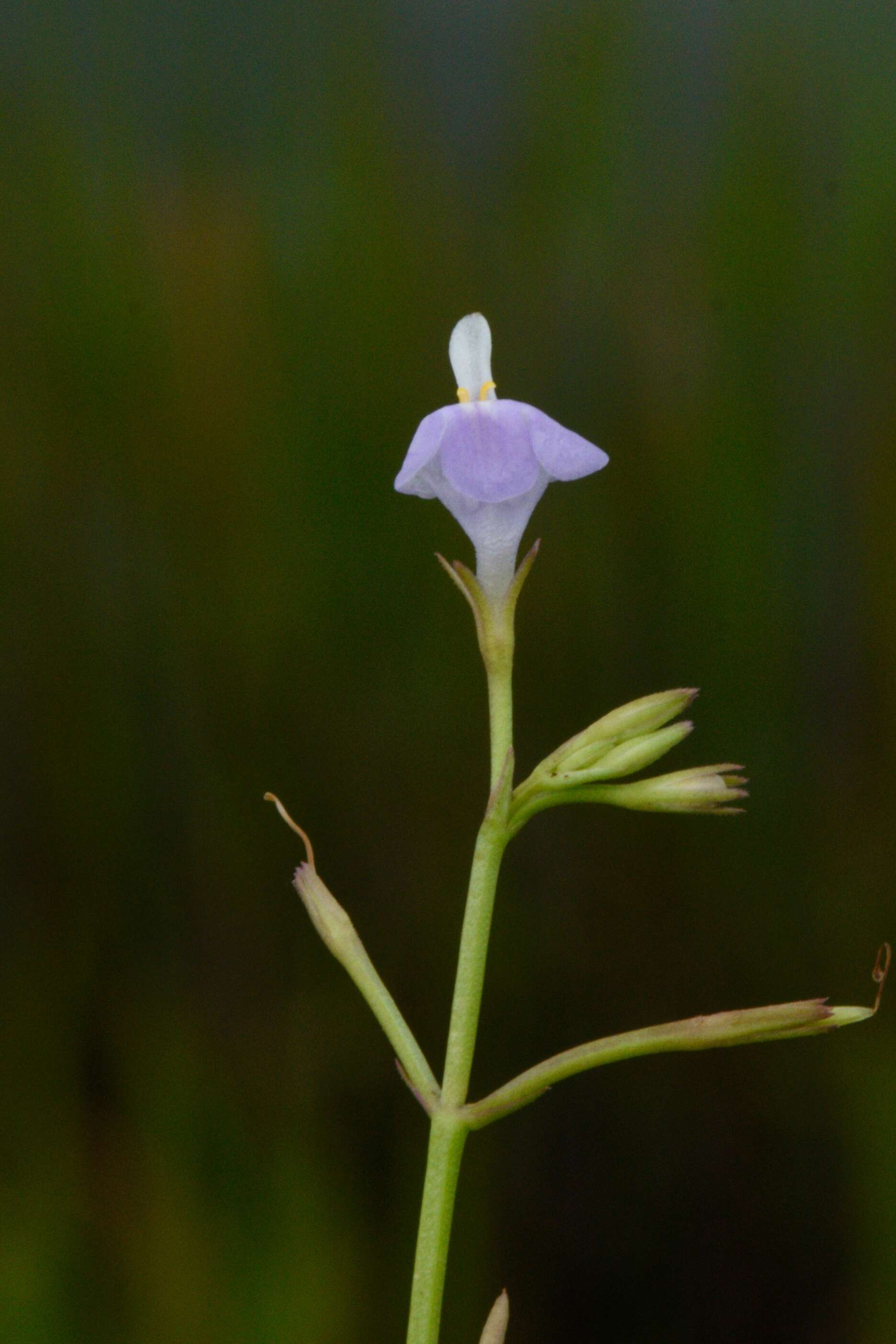 Image of Linderniaceae