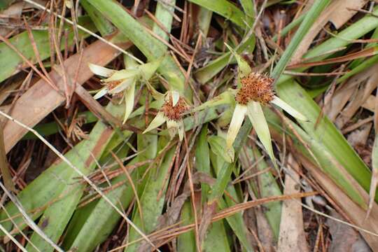 Imagem de Luzula sylvatica (Hudson) Gaudin