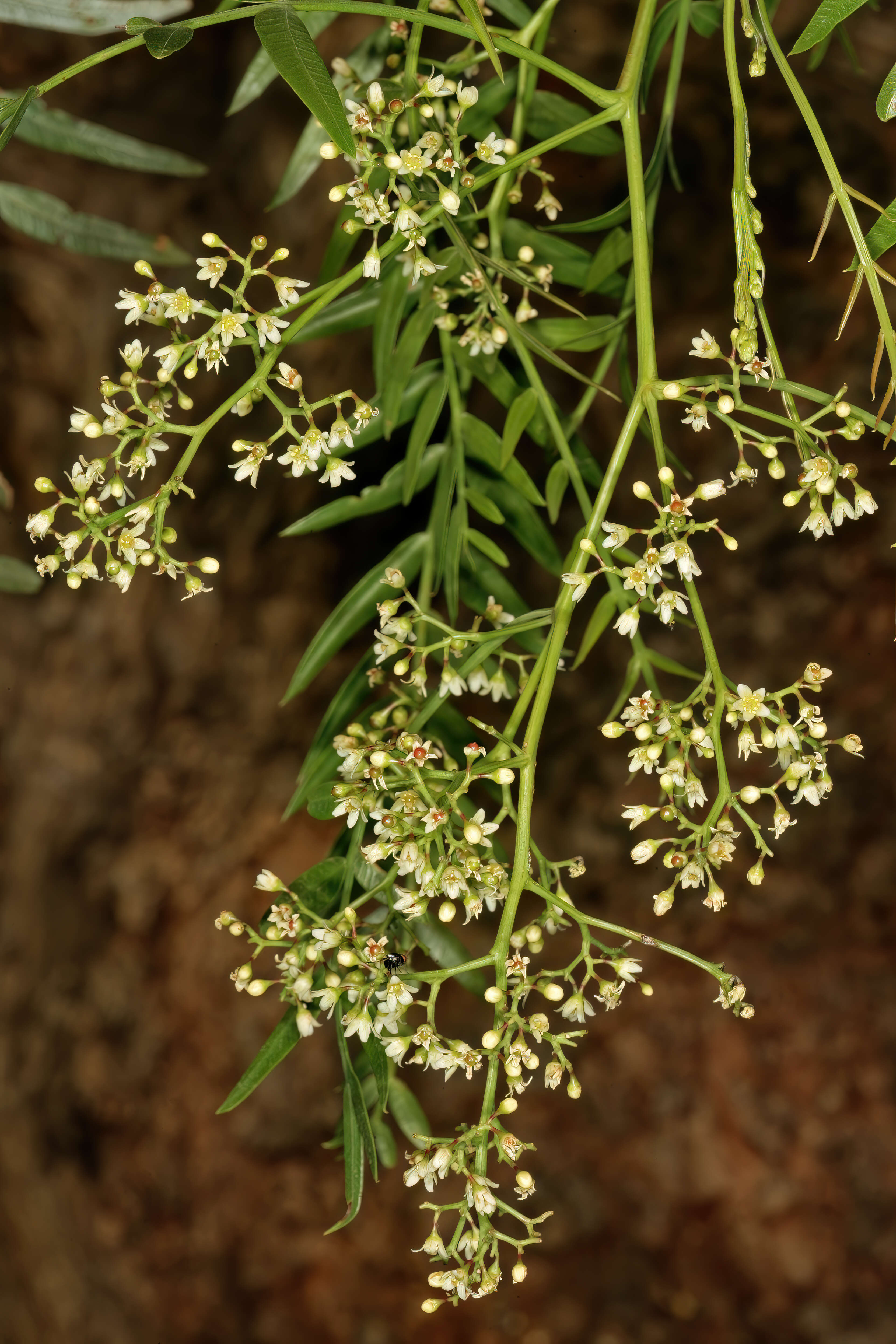 Image of Peruvian peppertree