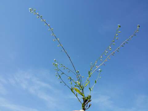 Image of Tufted Forget-Me-Not