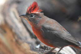 Image of Red Pileated Finch