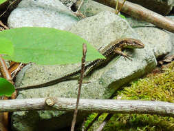 Image of Derjugin's lizard