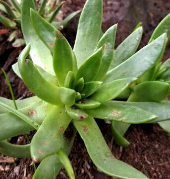 Image de Dudleya guadalupensis Moran