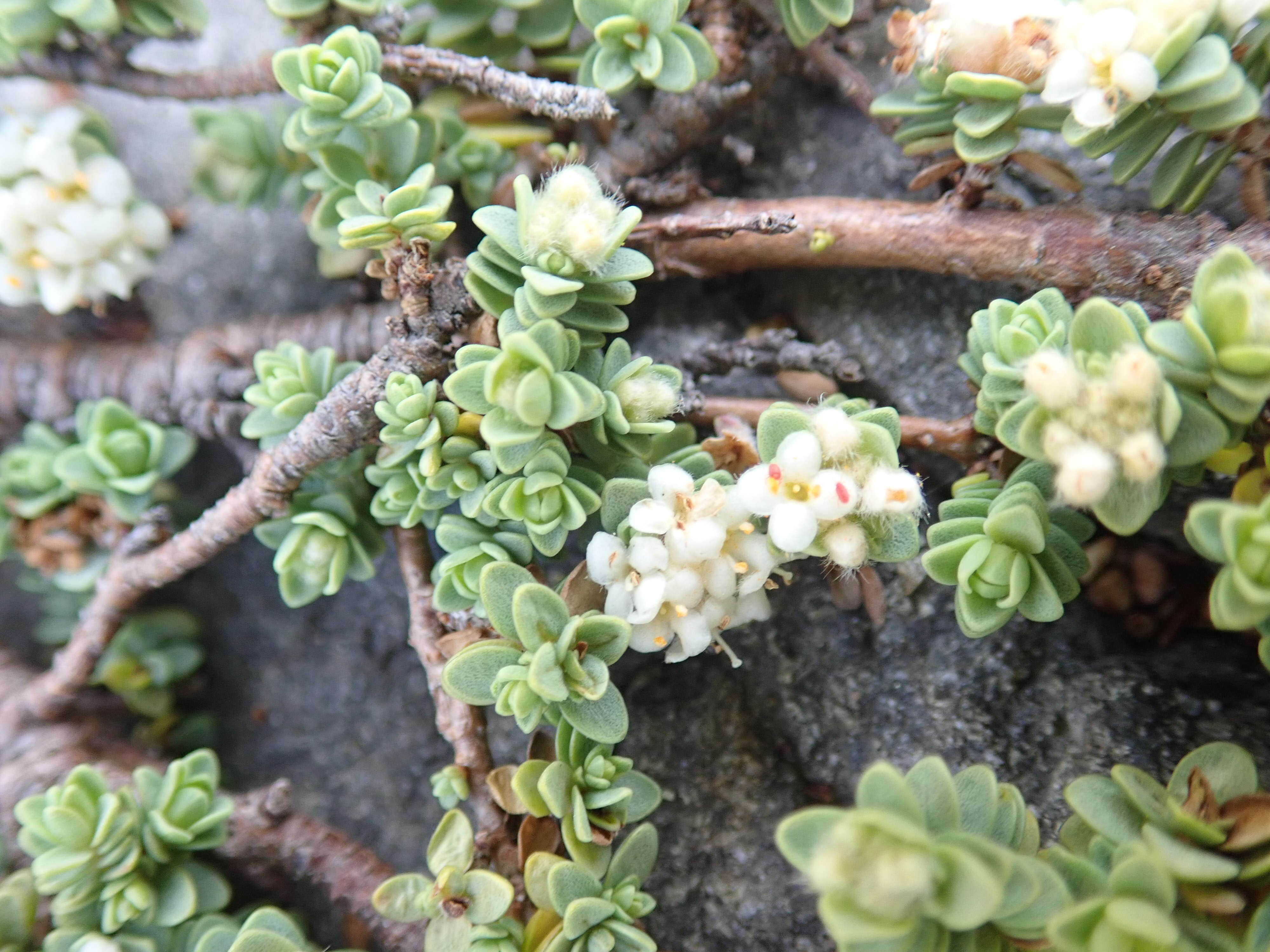 Image of Pimelea urvilleana A. Rich.