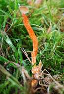 Cordyceps militaris (L.) Fr. 1818 resmi