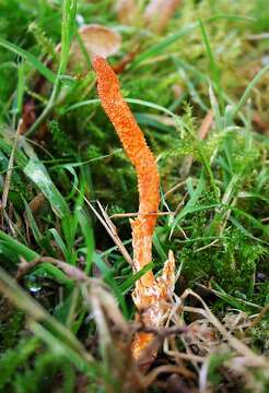 Image of Cordyceps militaris (L.) Fr. 1818