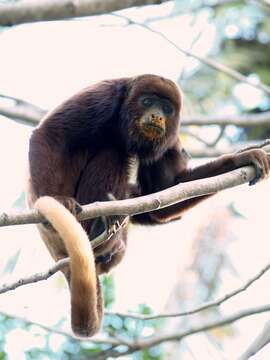 Image of ursine howler monkey