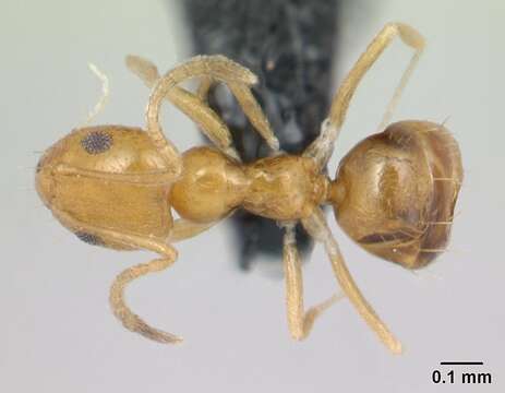 Image of Little yellow ant