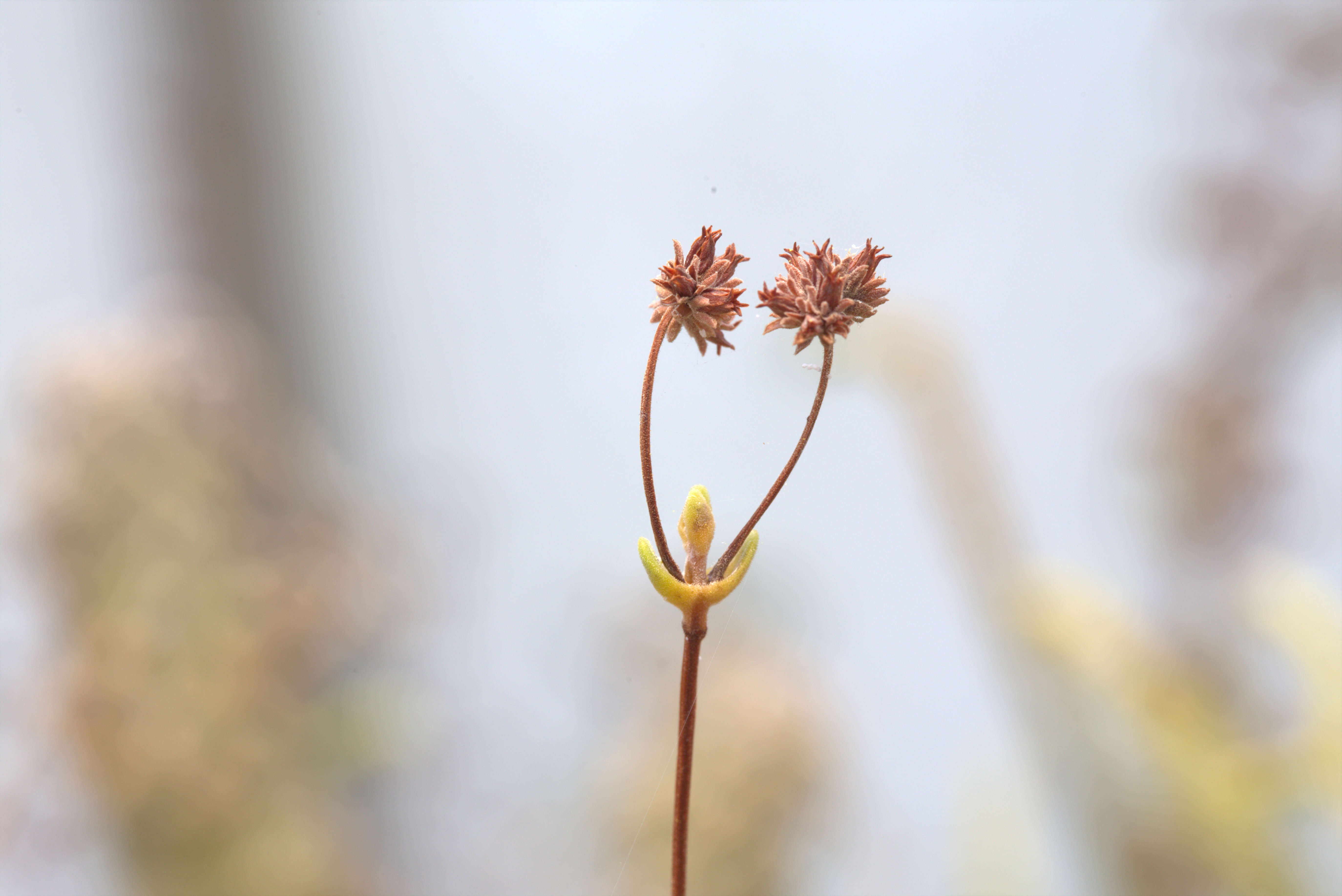 Image of Crassula atropurpurea (Haw.) D. Dietr.