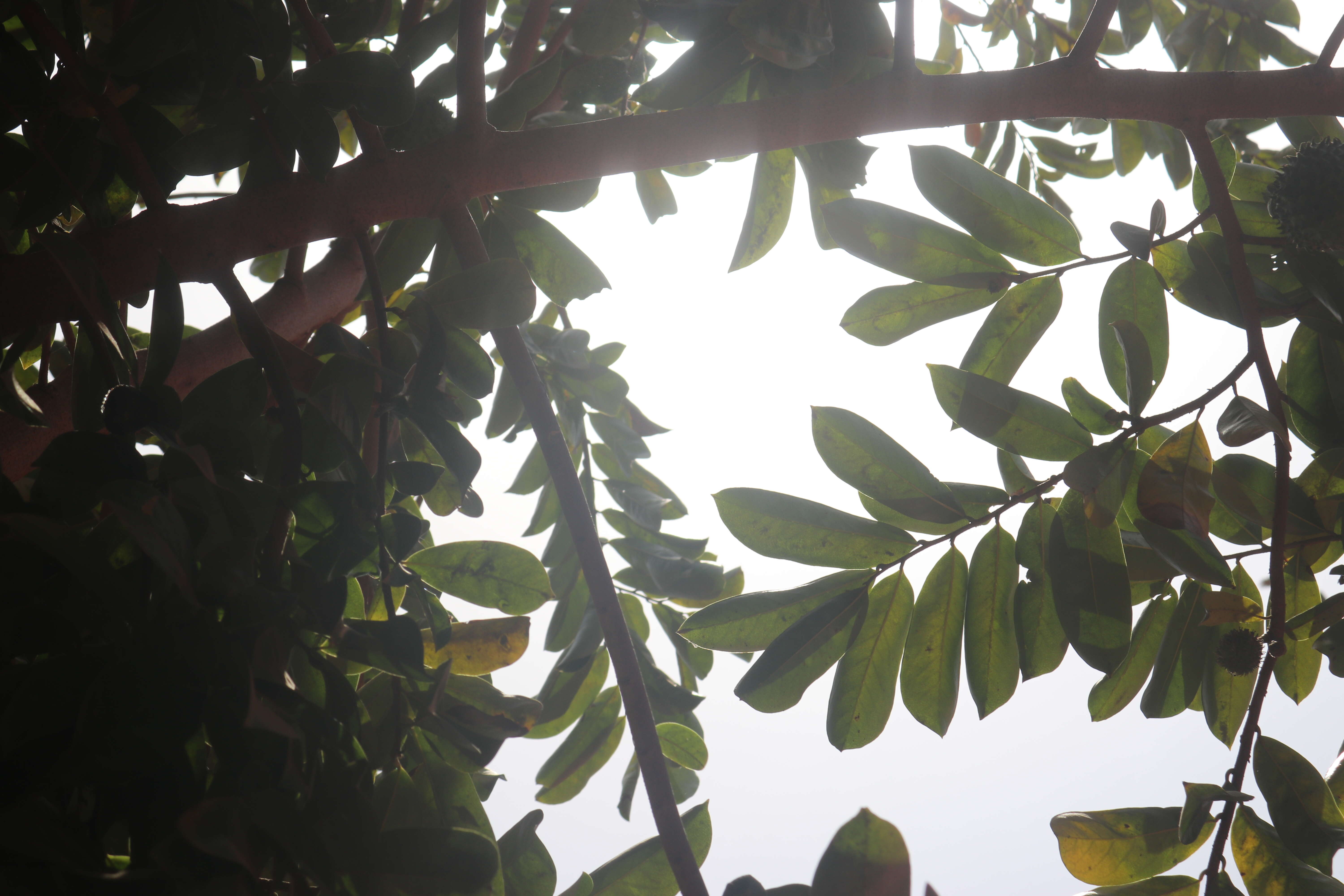 Image of soursop