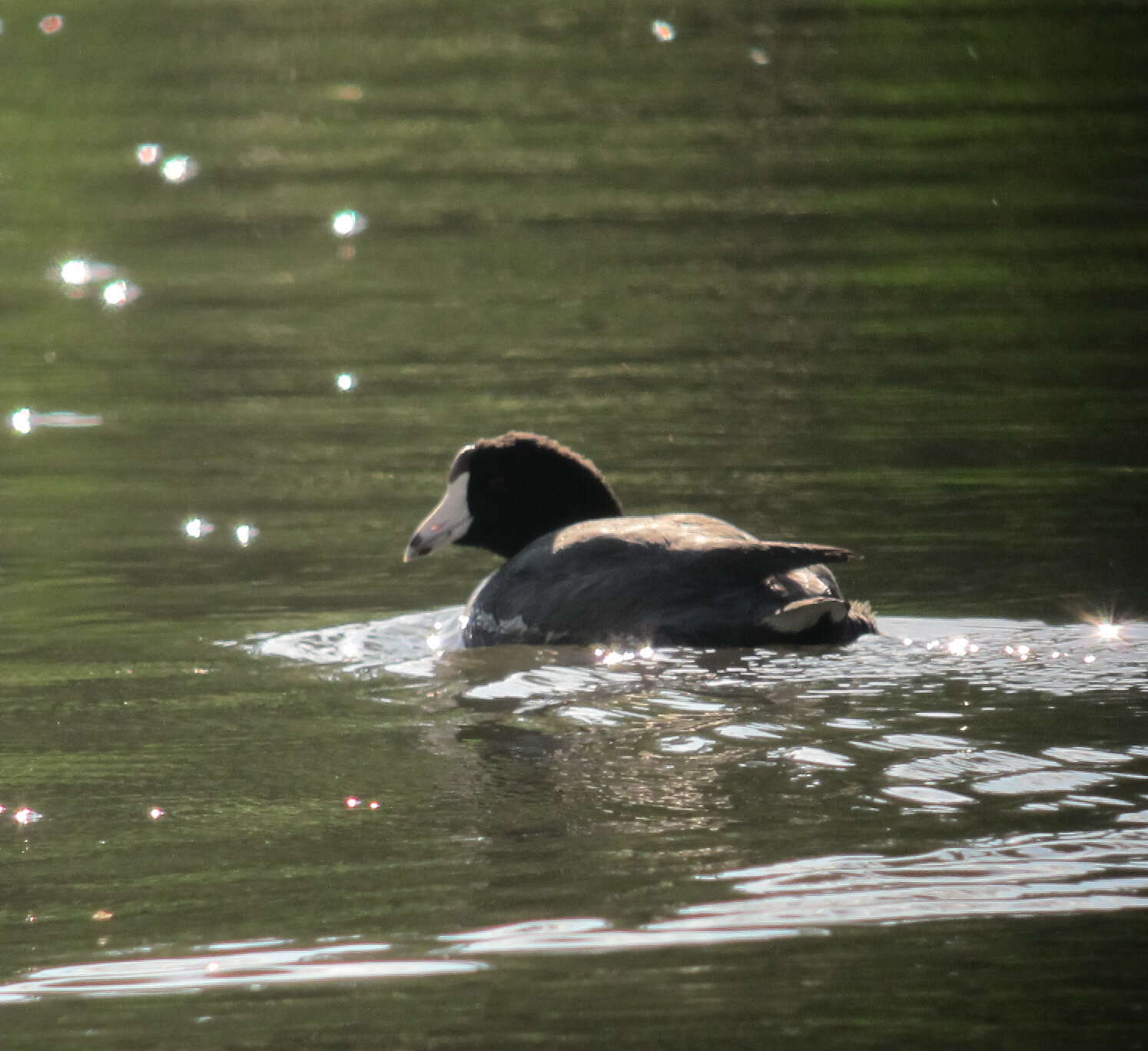 Image of Fulica Linnaeus 1758