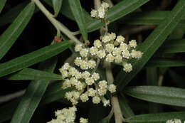 Imagem de Ozothamnus stirlingii (F. Müll.) A. A. Anderberg