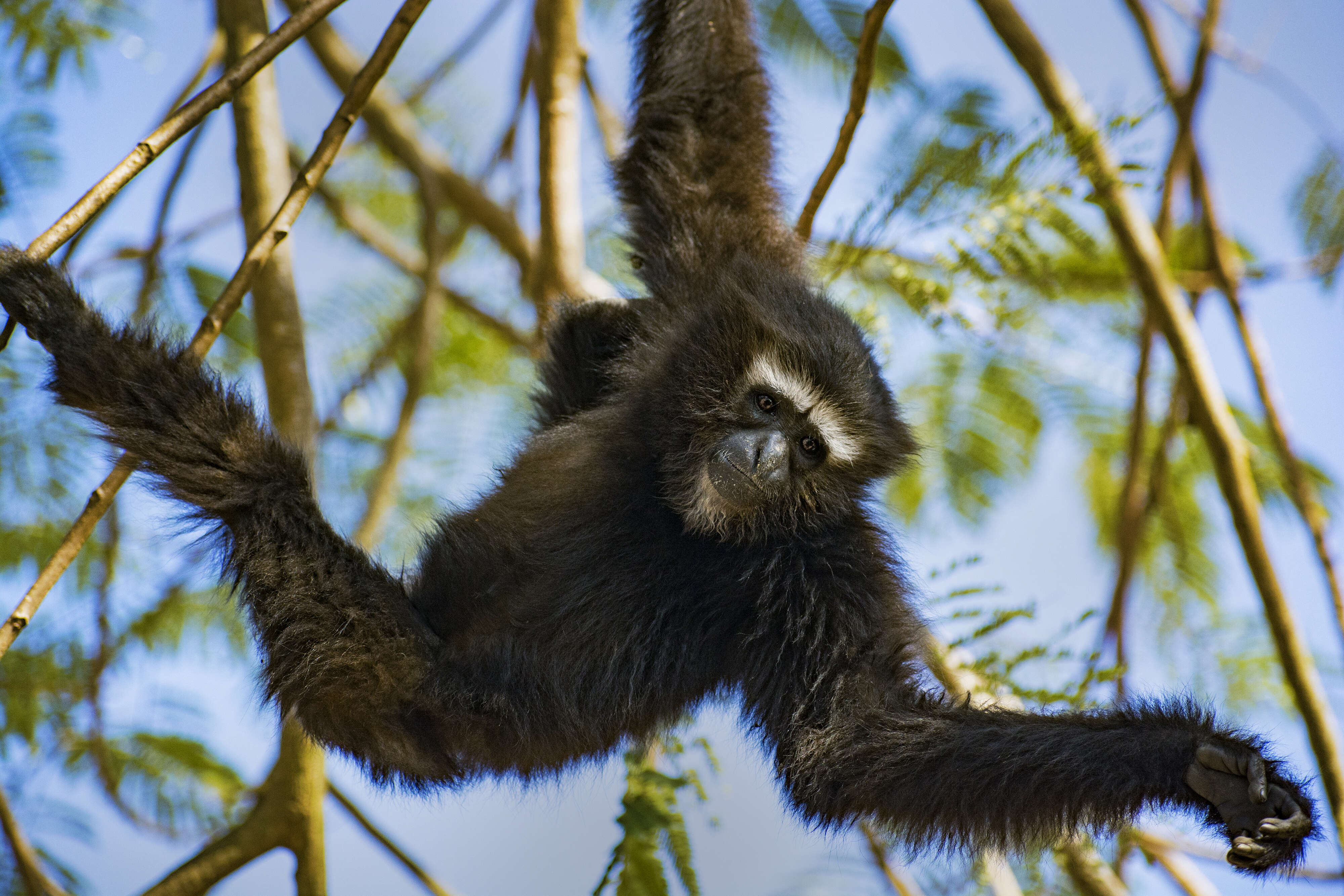 Image of Hoolock Gibbon