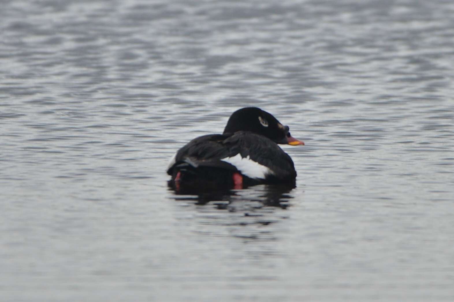 Image of Stejneger's Scoter