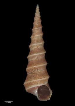 Image of Stiracolpus ahiparanus (Powell 1927)