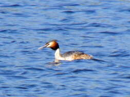 Image of Podiceps Latham 1787