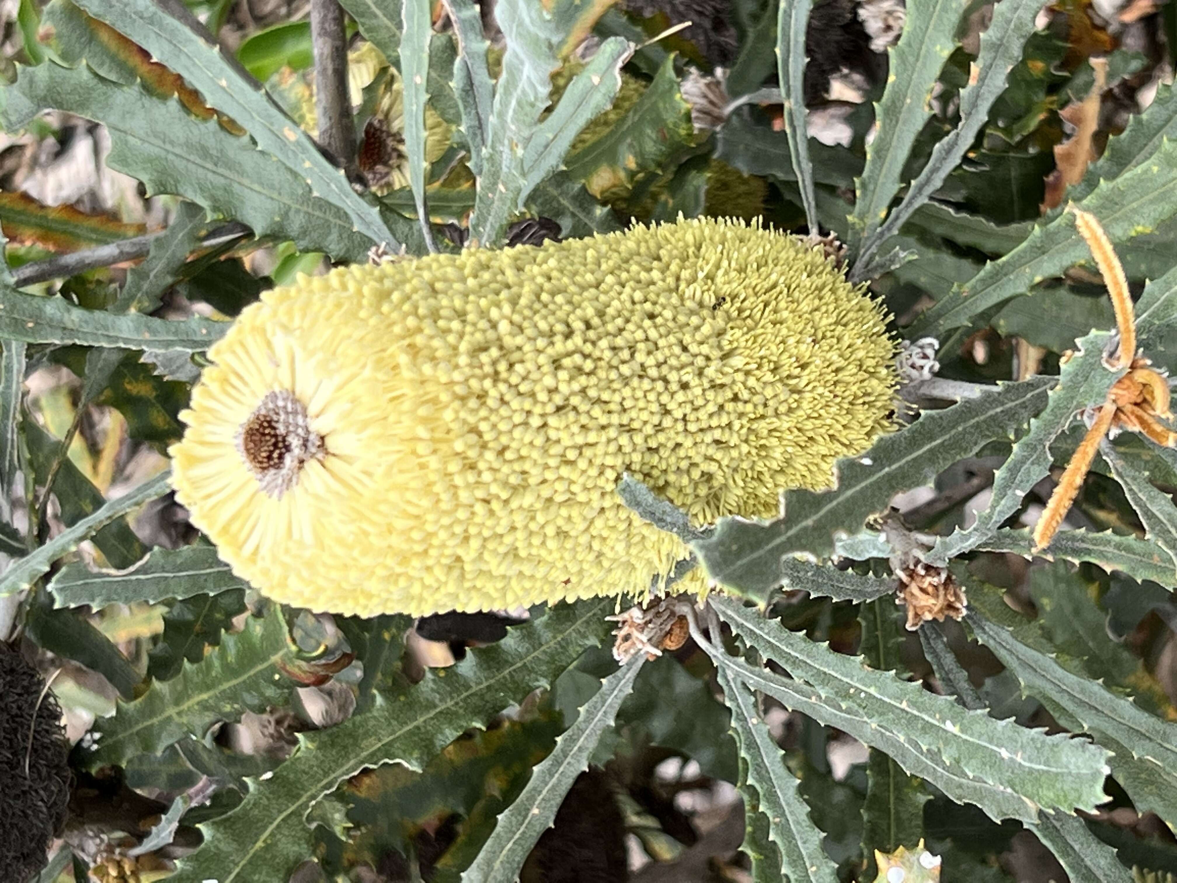 Image of Banksia pilostylis C. A. Gardner