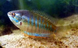 Image of Banded gourami