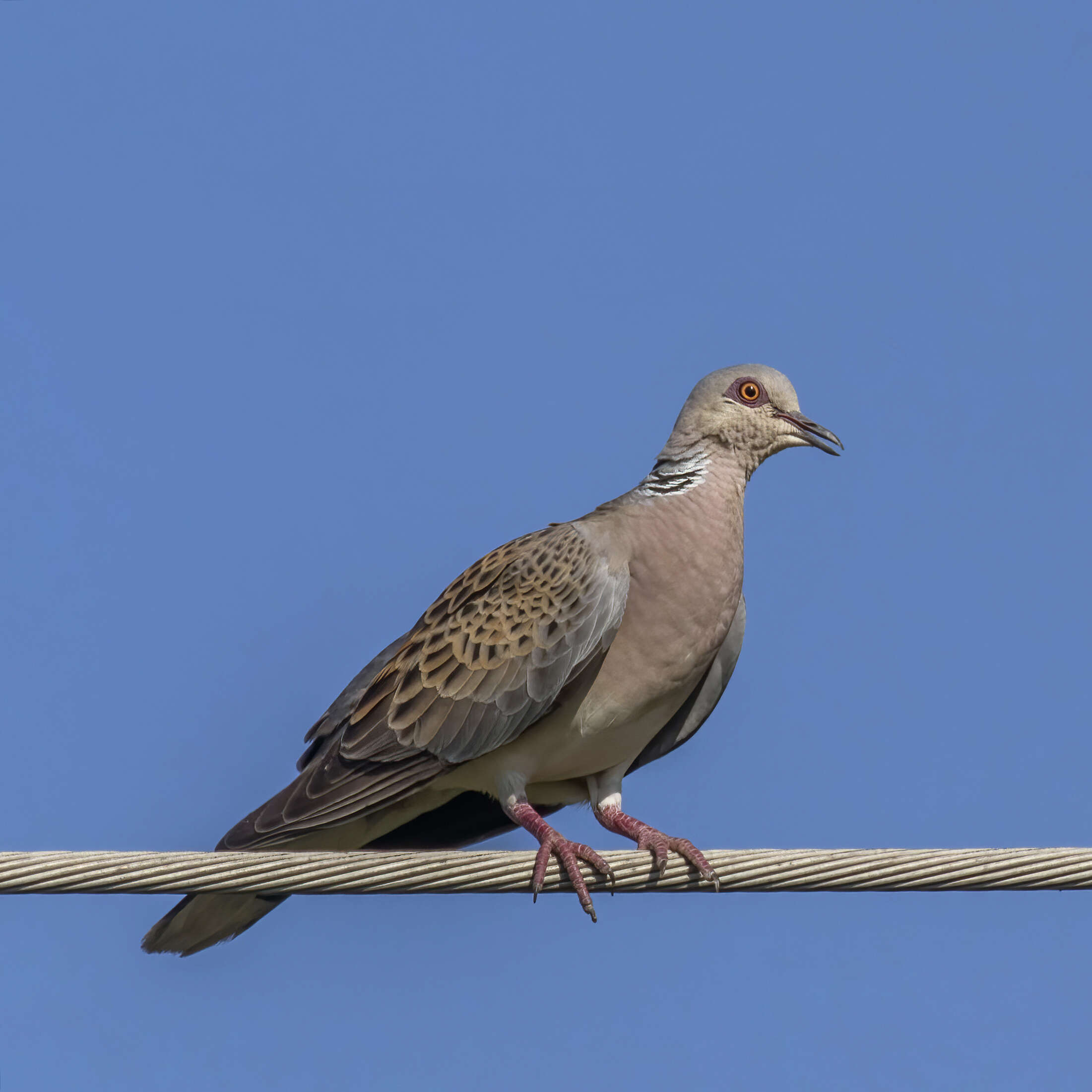 Image of turtle dove, european turtle dove