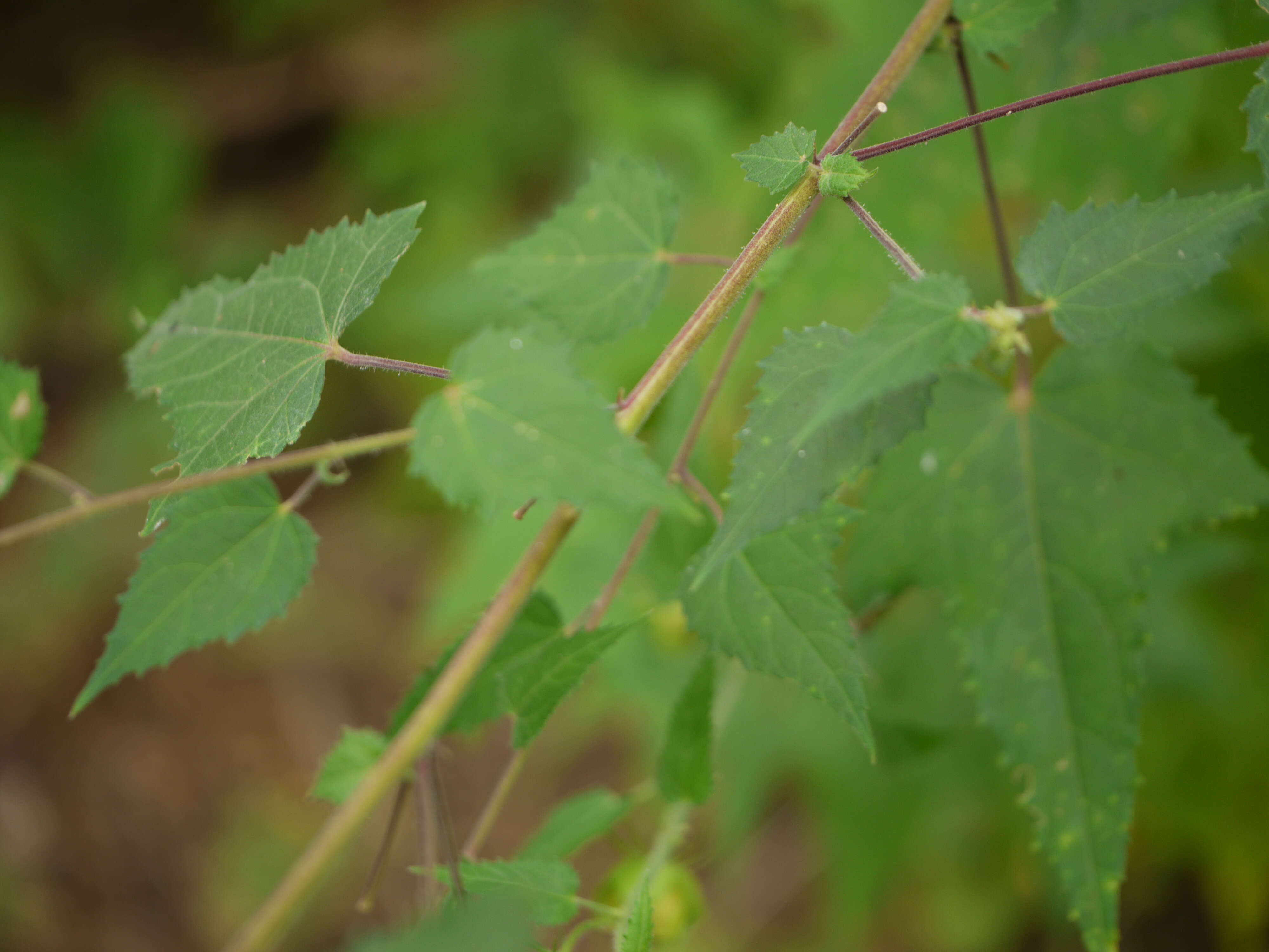 Hibiscus vitifolius L.的圖片