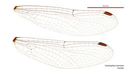 Image of Cordulephya montana Tillyard 1911