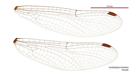 Image of Cordulephya montana Tillyard 1911